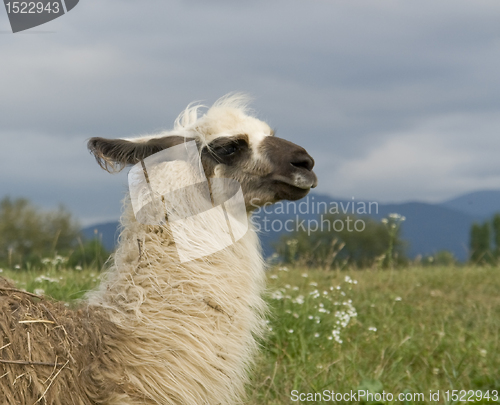 Image of lama in cloudy ambiance