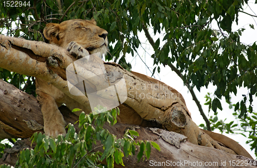 Image of Lion on a tree in Uganda