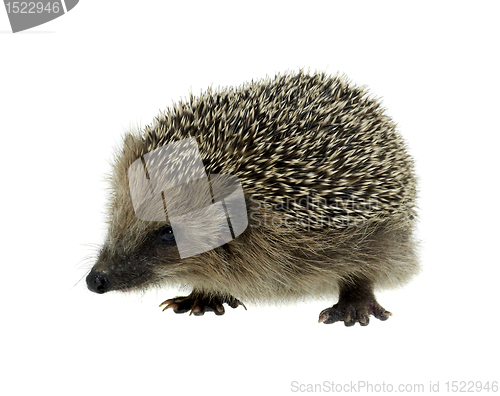 Image of hedgehog