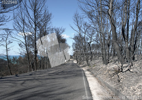 Image of burned forest and road