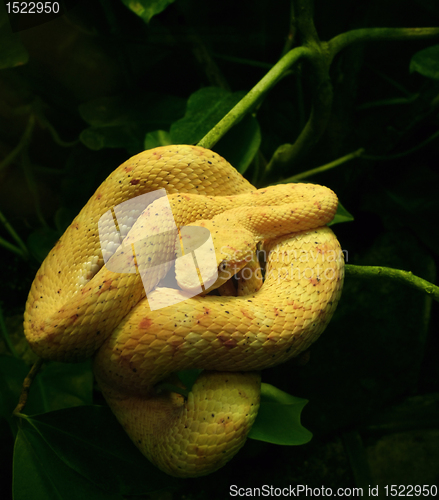 Image of yellow snake in green vegetation