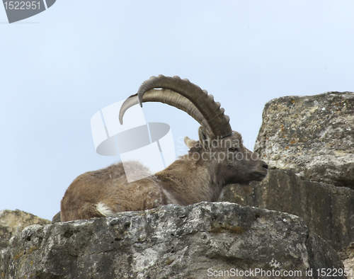 Image of resting Alpine Ibex