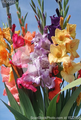 Image of bunch of gladioli flowers