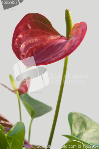 Image of Flamingo Flower