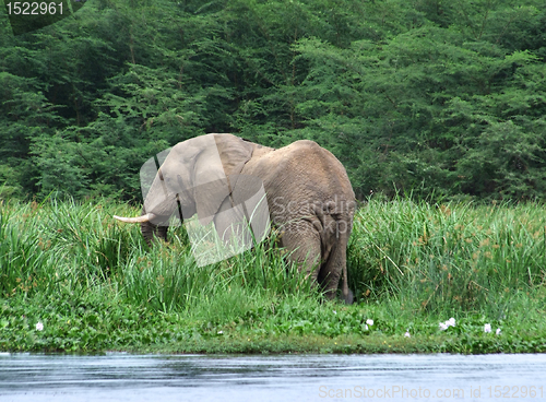 Image of waterside scenery with Elephant