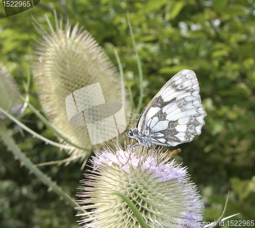 Image of butterfly on teasel flower