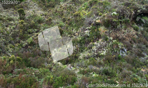 Image of overgrown hill detail