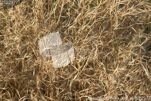 Image of brown curled grass filament