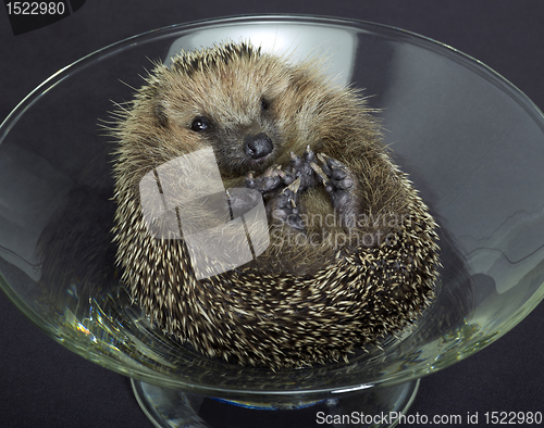Image of hedgehog in a glass bowl