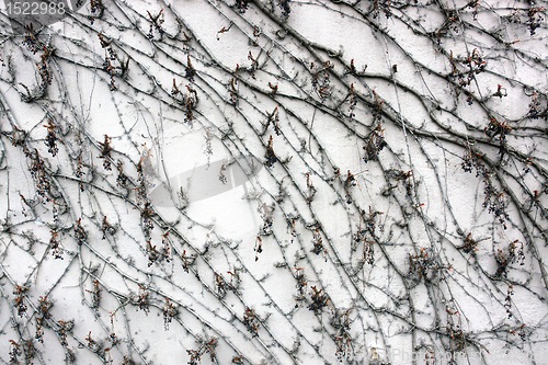 Image of leafless Virginia creeper