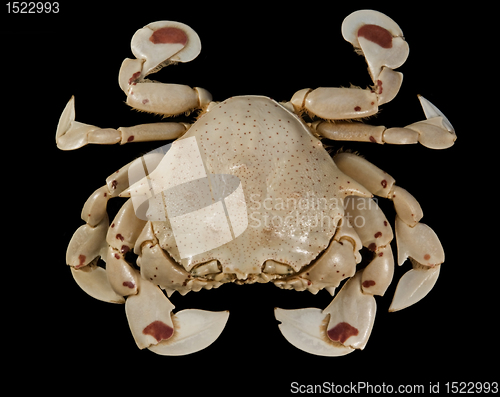 Image of moon crab isolated on black