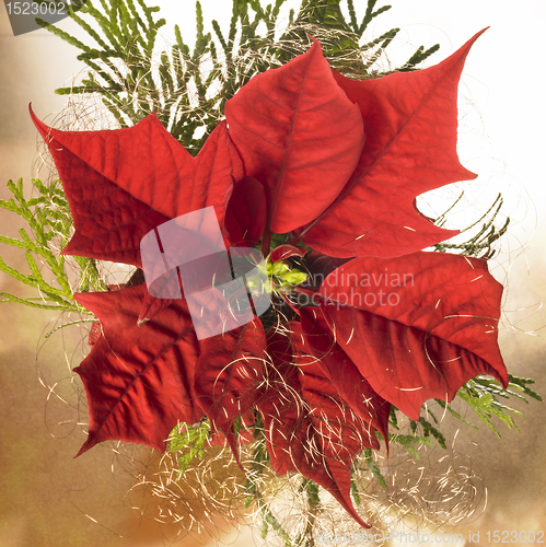 Image of poinsettia flower