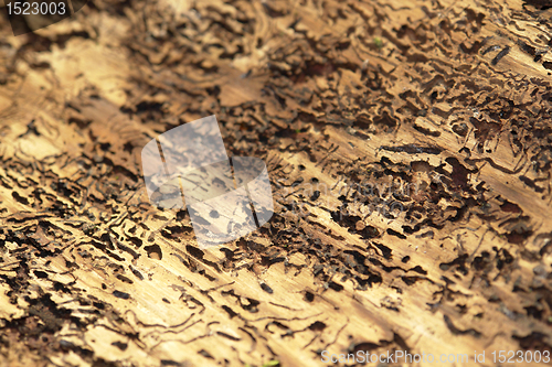 Image of bark beetle traces