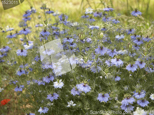 Image of lots of nigella damascena flowers