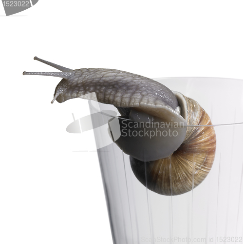 Image of grapevine snail on drinking glass
