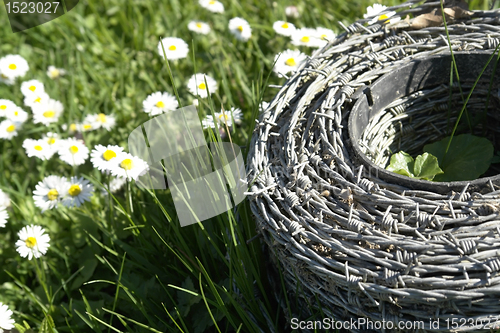 Image of barbwire and daisy flowers on a meadow