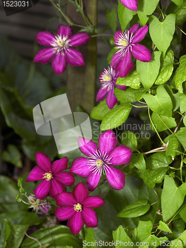 Image of intense Clematis flowers