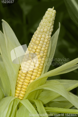 Image of open corn cob