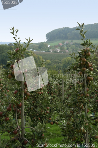 Image of landscape with apple trees at autumn time