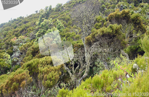 Image of vegetation around Mount Muhabura in Africa