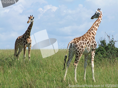 Image of sunny scenery with Giraffes in Uganda
