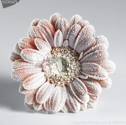 Image of iced gerbera flower