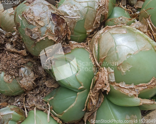 Image of succulent plant detail