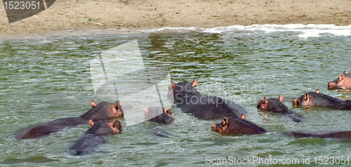 Image of some Hippos waterside  in Africa