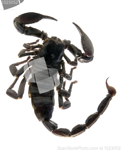 Image of dark scorpion