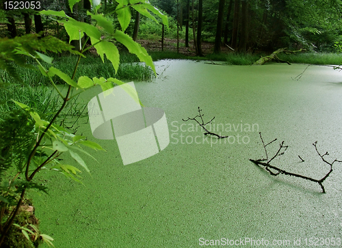 Image of overgrown tarn in the forest