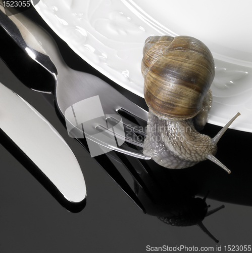 Image of grapevine snail creeping on dinnerware