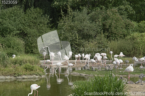 Image of Flamingoes in sunny waterside ambiance