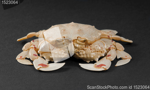 Image of moon crab in dark back