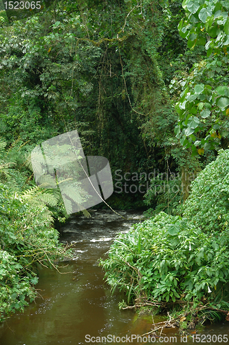 Image of Bwindi Impenetrable Forest in Uganda