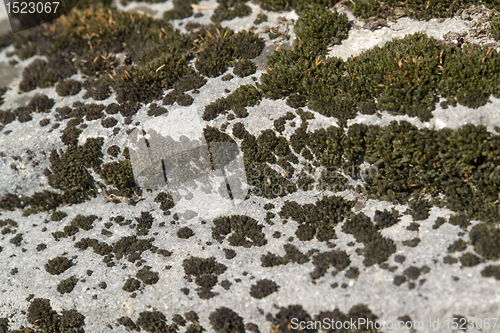 Image of greenish lichen on stony ground