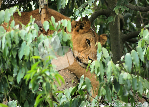 Image of Lion in Africa