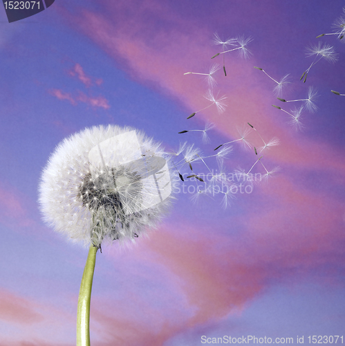 Image of dandelion blowballin purple evening sky