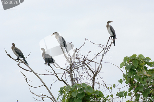 Image of Cormorants on treetop