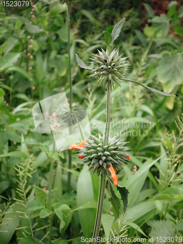 Image of flower detail near Lake Victoria