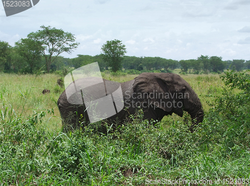 Image of Elephant in Africa