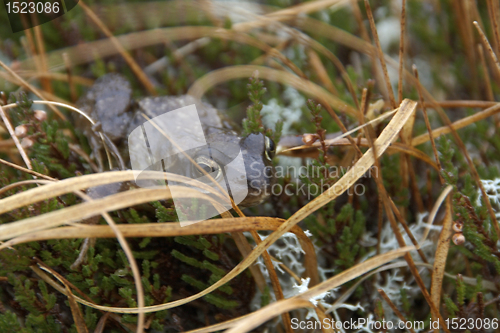 Image of frog on the ground in Scotland