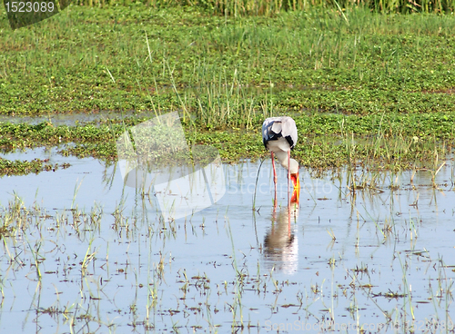 Image of Yellow-billed Stork in Uganda