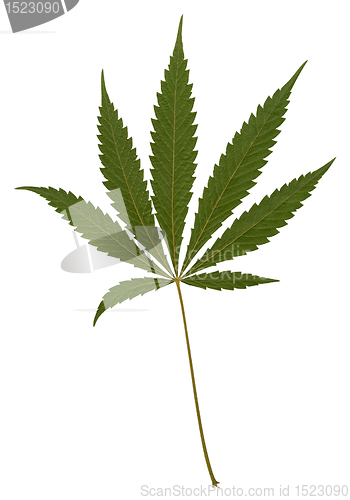 Image of typical green hemp leaf