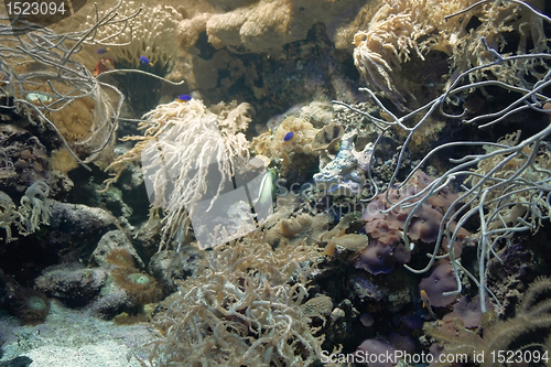 Image of Coral reef detail