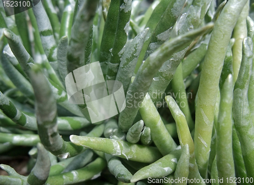 Image of abstract succulent plant detail