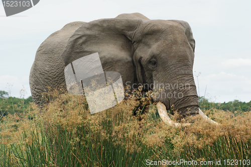 Image of Elephant in high grassy vegetation