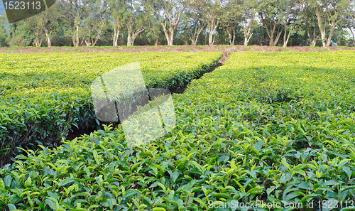 Image of tea estate in Africa