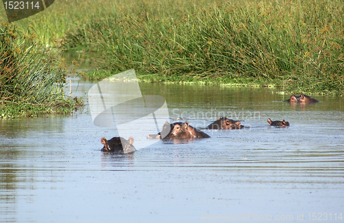 Image of waterside scenery with some hippos