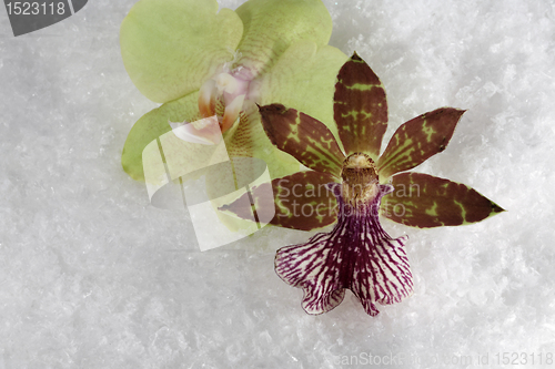 Image of two orchids in the snow