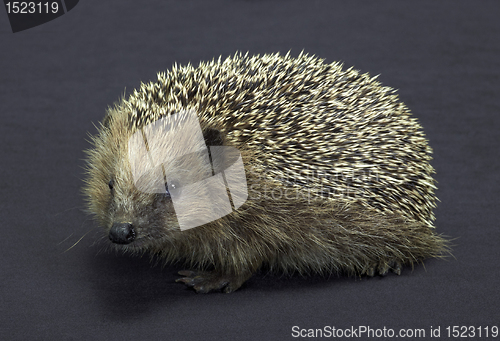 Image of hedgehog in dark back